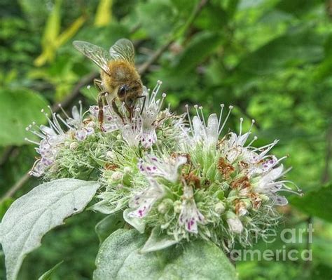 Honey Bee On Hoary Mountain Mint By Chuck Buckner Mint Flowers Bee Mint