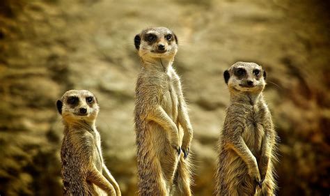 Three Meerkats Animals Standing All Looking At The Viewer Animales