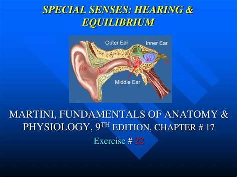 Ppt Special Senses Hearing And Equilibrium Powerpoint Presentation