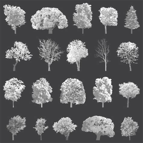 Cottonwood Tree Silhouettes Illustrations Royalty Free Vector Graphics