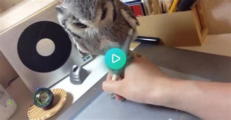 Owl Helps With Inspiration  On Imgur