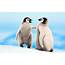 Emperor Penguin  Info And Photos The Wildlife