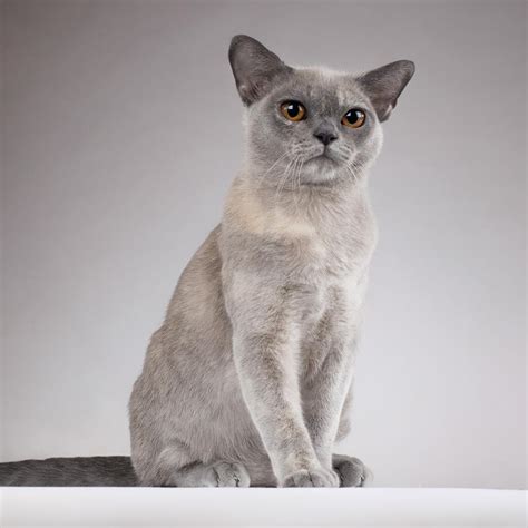 Discover The 10 Beautiful Burmese Cat Colors Royal Esprit Burmese Cattery