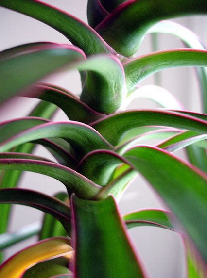 10 Best Houseplants To De Stress Your Home And Purify The Air