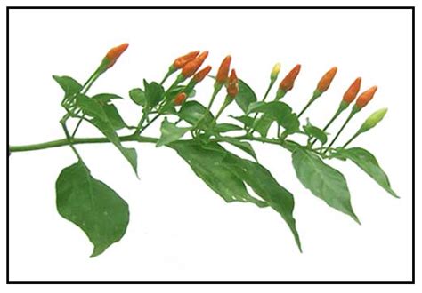 There is a dish popularly known among filipinos as bicol express, which is known as sinilihan (made. Chili Plant Question | General Discussion Forums, page 1