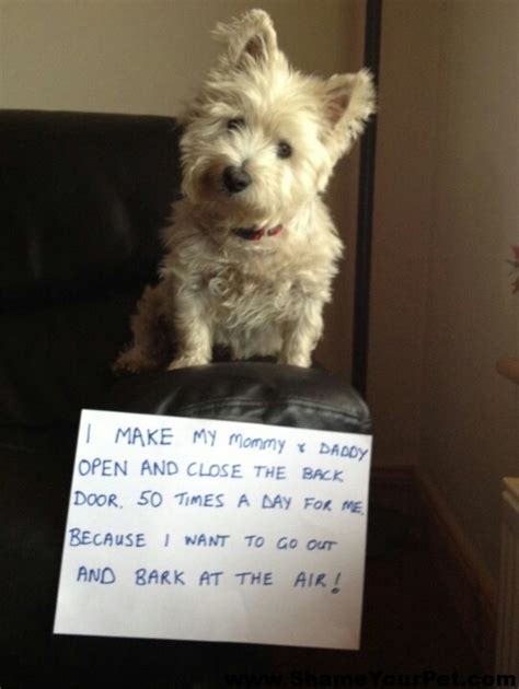 Here Are 12 Hilarious Reasons To Never Trust A Westie Sonderlives