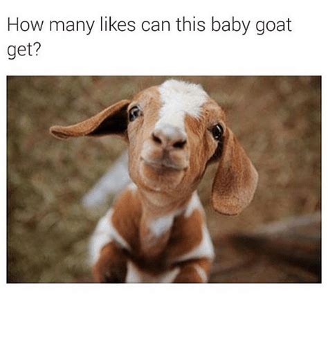 How Many Likes Can This Baby Goat Get Baby Its Cold Outside Meme