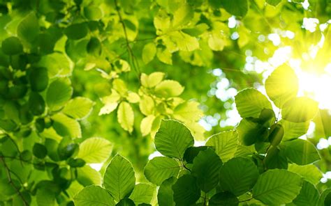 Hd Wallpaper Nature Plants Photography Leaves Sunlight Leaf
