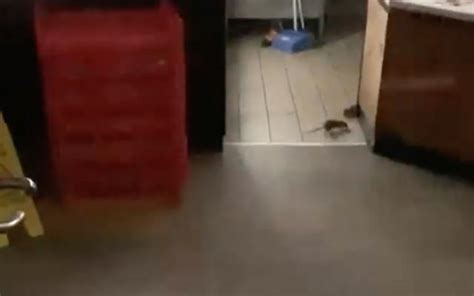 Chicken Shop Oporto Broadway Sydney Closed After Rats Video Surfaces