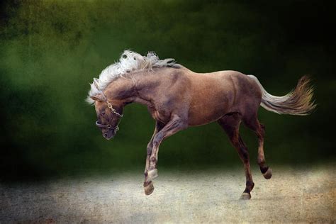 Horse Jumping In The Air Photograph By Christiana Stawski Fine Art