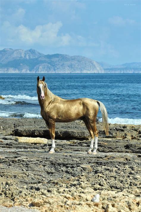 Golden Horse Photograph By Artur Baboev Black Background Design Akhal