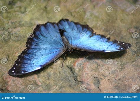 Mariposa Morfo Azul Grande Sobre Roca Plana Foto De Archivo Imagen De