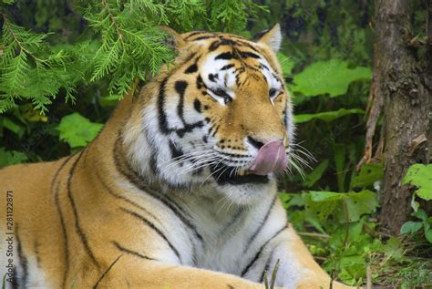 The Tiger Panthera Tigris Is The Largest Cat Species It Is The Third