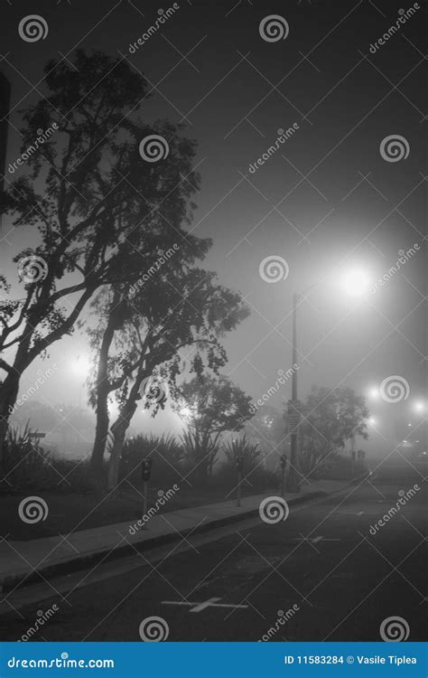 A Beautiful Foggy Evening Stock Photo Image Of Silhouette 11583284