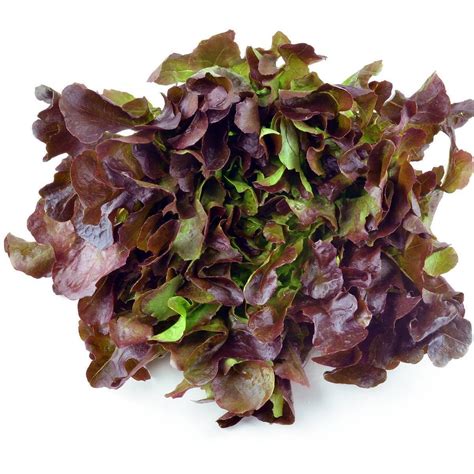 Lettuce Oakleaf Red Seeds The Seed Collection
