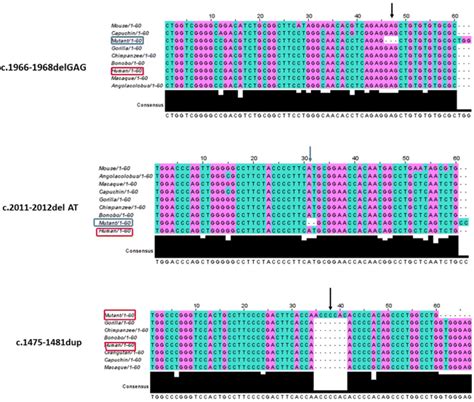 Dna Sequence Alignment Result For Detected Mutations Download