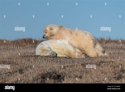 Playful Polar Bears Ursus Maritimus In The Arctic Circle Of Kaktovik