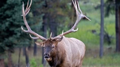 Largest Elk Bull Sheds His Antlers Youtube