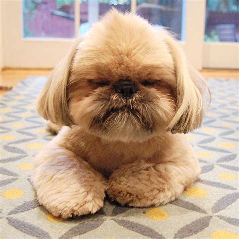 259k Likes 2456 Comments Dougie The Shih Tzu Dailydougie On