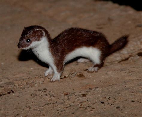 Pound For Pound The Least Weasel Has The Strongest Bite Force Of Any