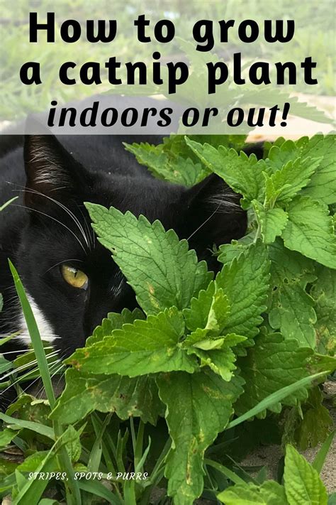 Check spelling or type a new query. Grow your own catnip! in 2020 | Catnip plant, Growing ...