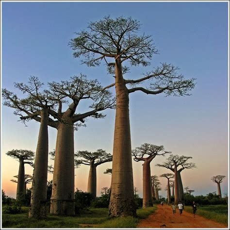 Sunset in the Baobab Avenue, Morondava, Madagascar, South Africa ...