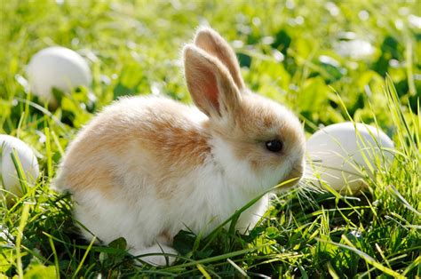 cutest easter bunnies photos image 1 abc news
