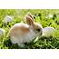 Cutest Easter Bunnies Photos  Image 1 ABC News