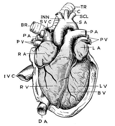 Heart, organ that serves as a pump to circulate the blood. Anatomy of Heart | ClipArt ETC