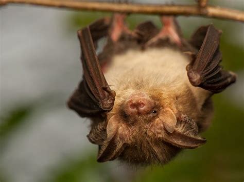 Der flughund | die flughunde. fledermaus_haengend | Fledermaus, Flughund, Tiere