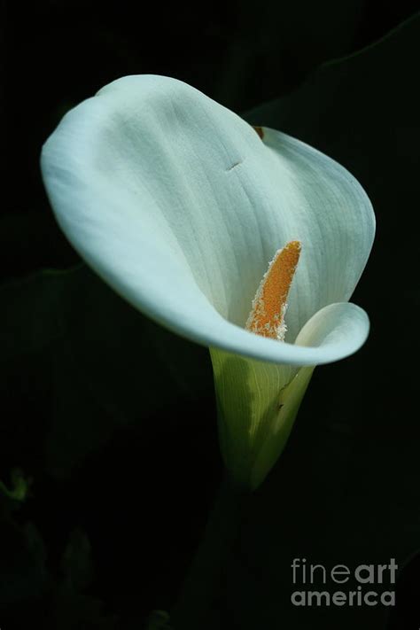 Calla Lily Photograph By Christiane Schulze Art And Photography Fine