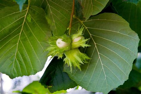 Hardy Nut Trees What Nut Trees Grow In Zone 6 Regions