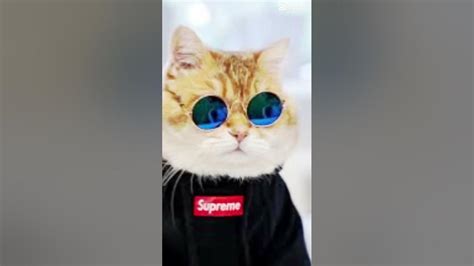 Cool Cat Vs Shanks Whos Better Anime Coolcats Youtube