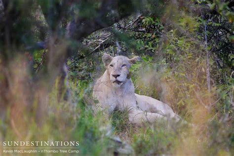 White Lioness And A Trilogy Male Mating In The Klaserie Sun Safaris