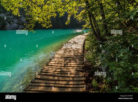 Deep Forest Stream Path With Crystal Clear Water In The Sunshine
