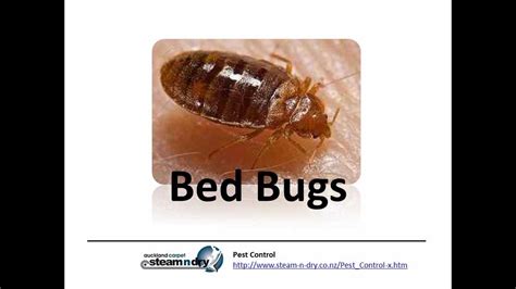 Walt's bed bug kit has everything you need to battle bed bugs in the home. Pest Control Getting Rid about Bed bugs - YouTube