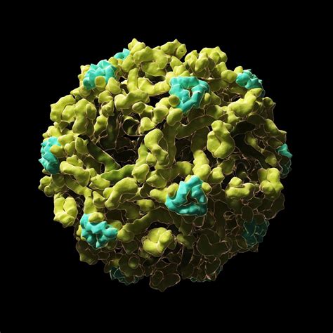 Ebola virus disease (evd) is a rare and deadly disease in people and nonhuman primates. PHOTOS 9 Deadly Viruses That Look Captivatingly ...