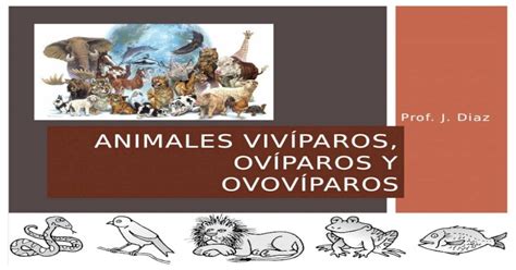 Animales Vivíparos Ovíparos Y Ovovíparos Pptx Powerpoint