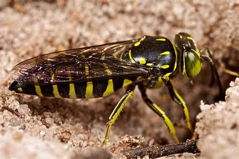 Once you're rid of bees, you don't want them coming back. How to Get Rid of Ground Digger Wasps (Cicada Killers ...