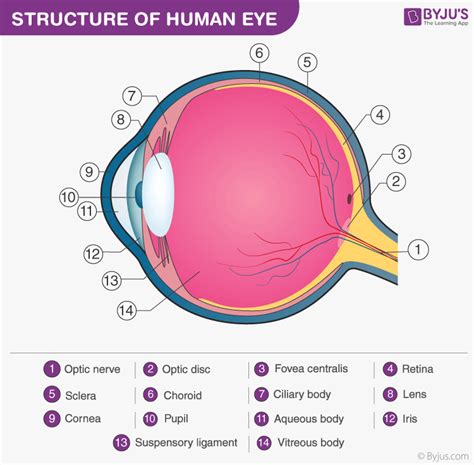 Draw A Labelled Sketch Of The Human Eye Physics Qanda