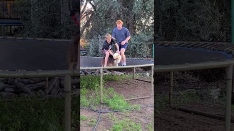 our australian shepherd loves to play on the trampoline 😊 youtube
