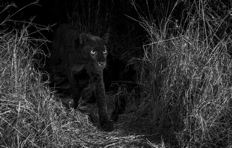 One Photographers Pursuit To Capture Pictures Of The Elusive African Black Leopard Here And Now