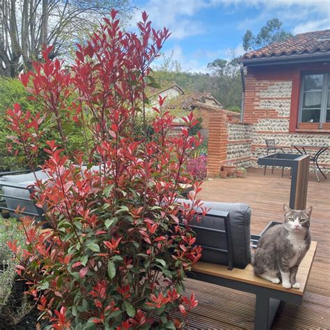 Photinia X Fraseri Carre Rouge Photinia Carre Rouge Uploaded By