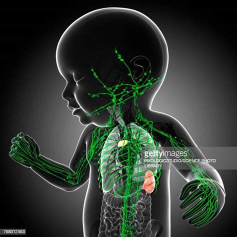 Baby Lymphatic System Photos And Premium High Res Pictures Getty Images