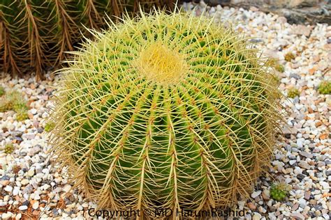 Round Cactus Barrel Cactus Flickr Photo Sharing