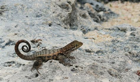 Northern Curly Tailed Lizard Leiocephalus Carinatus Flickr