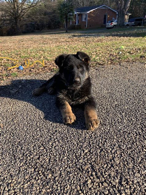 Get healthy pups from responsible and professional breeders at puppyspot. German Shepherd Puppies For Sale | Moore, SC #288645