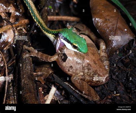 Green Headed Tree Snake Leptophis Mexicanus Feeding On Frog With Prey