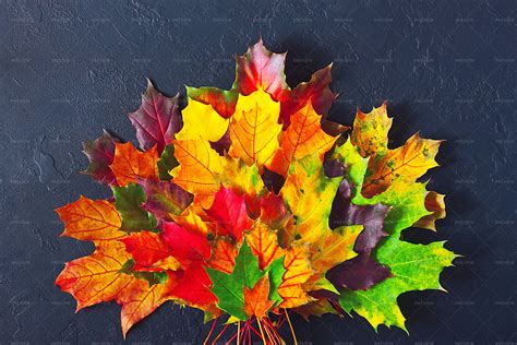 Colorful Autumn Leaves Stock Photos Motion Array