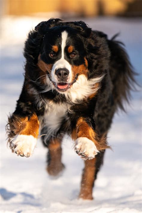 The 240 Best Bernese Mountain Dog Names Of 2020 The Dogman